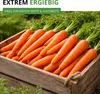 Möhren lange rote Stumpfe ohne Herz 2 Samen - Daucus carota Produktbild-Vorschau 6