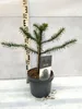 A small Araucaria araucana tree in a pot, with a ruler for scale in the background. Produktbild-Vorschau