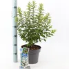 Prunus tomentosa - Filzkirsche | 50-60 cm im Topf