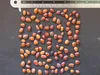Strom svätojánsky (Ceratonia siliqua)  – 10 semien Náhľad obrázku produktu 3