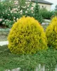Thuja occidentalis 'Rheingold', Lebensbaum, goldgelb, 50–60 Produktbild-Vorschau 4
