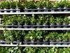 50 Stück Efeu Hedera helix 20 - 35 cm Heckenpflanze Produktbild-Vorschau 1