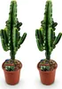 Green boutiQ - Zimmerpflanze - Euphorbia eritrea - Produktbild-Vorschau 1