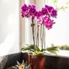 Orchidées Colibri | Orchidée Phalaenopsis violette - Voir les images du produit 12