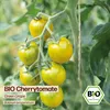 Samenliebe  Tomate Samen | Green Grape - grün & süß Produktbild-Vorschau 4