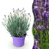 GreenboutiQ - Gartenpflanze - Lavandula angustifolia Produktbild-Vorschau 1