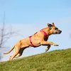 CURLI Pettorina per cani Belka Comfort Brown XS, 15-20 kg Anteprima dell’immagine prodotto 3