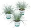 3er-Set - Festuca Glauca Compacta Blue - Blau-Schwingel - Produktbild-Vorschau 1
