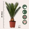 A potted Cycas revoluta plant with care instructions shown as icons. Podgląd zdjęcia produktu