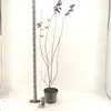 Acer palmatum 'Red Emperor' - Acero giapponese | 100-110 cm Anteprima dell’immagine prodotto 1