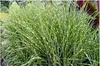 Stauden Gänge 1 x Miscanthus sinensis 'Little Zebra' im 1 Produktbild-Vorschau 6