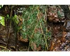 Süßwasser-Tang - Lomariopsis lineata Produktbild-Vorschau 3