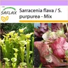 SAFLAX - džbán / láčkovka - Sarracenia flava / S. purpurea Náhled obrázku produktu 10