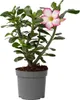 Rose du désert - Adenium obesum 'Pink Star' - Hauteur Voir les images du produit 1
