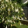 A flowering plant with many trumpet-shaped white and yellow flowers. Produktbild-Vorschau