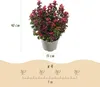 Leucothoe Curly Red - Rojo - Perenne - Bajo mantenimiento - Vista previa de la imagen del producto 3