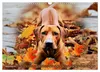 Rhodesian Ridgeback Augen-Blicke (Wandkalender 2027 DIN A3 Produktbild-Vorschau 11