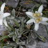 6 x alpský edelweiss - Leontopodium alpinum | kvetináč 9cm Náhľad obrázku produktu 2