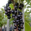A close-up view of a branch of blackcurrants. Produktbild-Vorschau