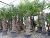 XXXXL 210 - 230 cm Trachycarpus fortunei Hanfpalme, Produktbild-Vorschau 2