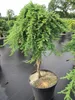 Juniperus communis Green Mantle - grüner Kriechwacholder - Produktbild-Vorschau 1