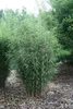 Fargesia robusta Campbell 80/100 cm hoch, im 3 Liter-Topf Produktbild-Vorschau 2
