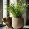 Cibora - 4 szt - Cyperus zumula - Wysokość 30-40cm - ⌀12cm Podgląd zdjęcia produktu 6
