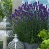 Plants by Frank | 24 Plantes de lavande | Lavandula Voir les images du produit 2