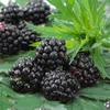 Bloomique - 2x Rubus Fruticosus 'Thornfree' - Produktbild-Vorschau 3