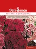 Dürr-Samen - Bartnelke Super Duplex Mix zweijährig 50-60 cm Produktbild-Vorschau 1