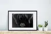 MuchoWow® Gerahmtes Poster Schottischer Highlander - Kuh - Produktbild-Vorschau 4