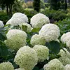 Ortensia Hydrangea arborescens 'Strong Annabelle' Ø 19 cm, Anteprima dell’immagine prodotto 1