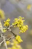 Cornus mas, Kornelkirsche, 40–60 cm, gelbe Blüten Produktbild-Vorschau 8