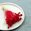 Phalaris Getrocknete - Kanariengras - Rot Produktbild-Vorschau 2