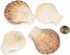 Pecten radula 0,5 kg, 5-7 cm – Ansicht 3 Produktbild-Vorschau