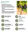 Plants by Frank | 3 Weinreben Pflanzen 100% Biologisch | Produktbild-Vorschau 4