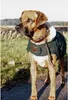 Kentucky Original Hundejacke Grün 34-38 cm Grün 34-38 cm Produktbild-Vorschau 4
