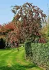 Malus hybr. 'Red Sentinel' - Zierapfel 60-80 cm - Pojemnik Podgląd zdjęcia produktu 4