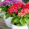 Cuore esotico - Hortensia - Hydrangea Forever & Ever - Anteprima dell’immagine prodotto 2