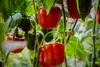 PLANTON P Mehrkomponentendünger für Tomaten 200g Produktbild-Vorschau 7