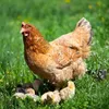 Mangime per galline 25 kg, Premium farina di guscio d’uovo Anteprima dell’immagine prodotto 3