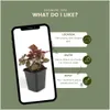 Plants by Frank | 12 Plantes d'heuchère pourpre | Heuchera Voir les images du produit 5