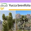 SAFLAX - Joshua Tree - Yucca brevifolia - 10 Semená Náhľad obrázku produktu 10