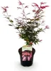 Érable japonais - Acer palmatum « Shaina » - env. 70cm de Voir les images du produit 3