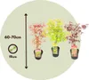 Klon japoński - 3 szt - Acer palmatum - Wysokość 60-70cm - Podgląd zdjęcia produktu 2