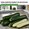 Zucchini Black Beauty Samen - Cucurbita pepo - Produktbild-Vorschau 5