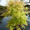 A potted Japanese Maple tree with light green and pinkish leaves, situated next to a body of water. Produktbild-Vorschau
