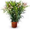 A potted Oleander plant with pink flowers. Podgląd zdjęcia produktu
