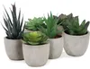 addhome Set di 6 piante artificiali succulente in vasi Anteprima dell’immagine prodotto 1