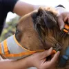 Ruffwear BackTrak™ Evakuierungsset für Hunde Cloudburst Produktbild-Vorschau 12